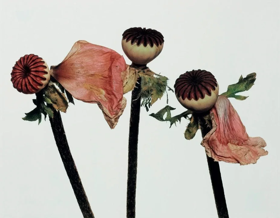 Three poppy stems against a pale background, their seed pods intact and their pink petals wilting and falling away